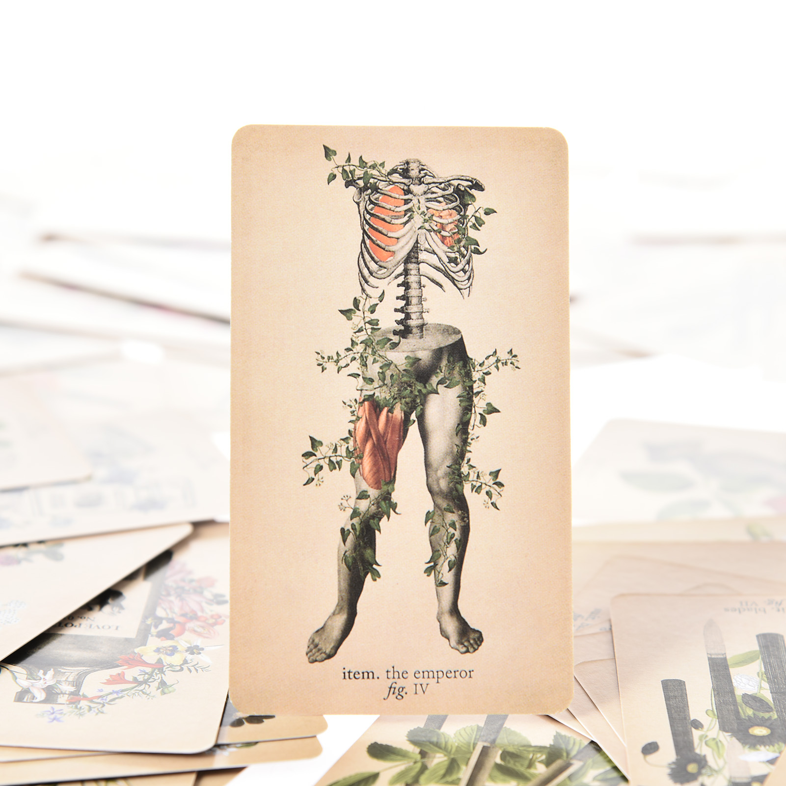 As Cartas de Tarot de Anatomia - Tarot Cards Deck With Guidebook avaliação e preço
